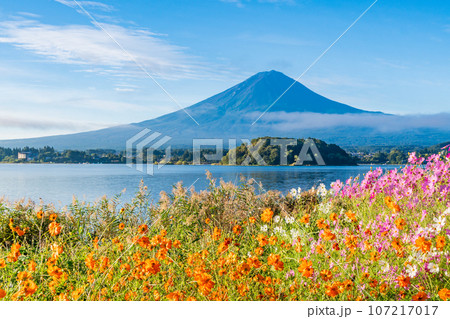 (山梨県)河口湖大石公園・黄花コスモスと富士山 (山梨県)河口湖大石公園・黄花コスモスと富士山 107217017