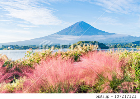 (山梨県)河口湖大石公園・ミューレンベルギアと富士山 (山梨県)河口湖大石公園・ミューレンベルギアと富士山 107217323