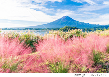 (山梨県)河口湖大石公園・ミューレンベルギアと富士山 (山梨県)河口湖大石公園・ミューレンベルギアと富士山 107217329