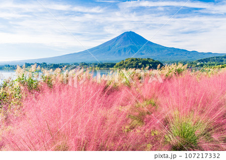 （山梨県）河口湖大石公園・ミューレンベルギアと富士山 107217332