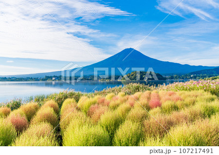 （山梨県）河口湖大石公園・紅葉が始まったコキアと富士山 107217491