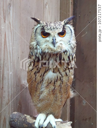 ワシミミズクの鋭い眼差し 107217537