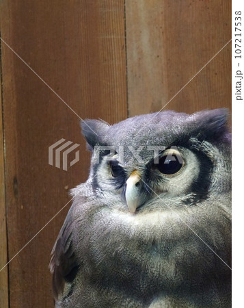 見つめるクロワシミミズク 107217538