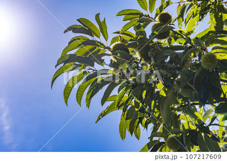 緑が綺麗な栗の木 107217609