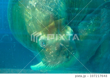 鳥羽水族館のセイウチ 107217648