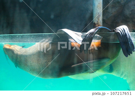 鳥羽水族館のオットセイ 鳥羽水族館のオットセイ 107217651