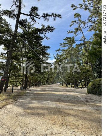 松並木の写真素材 [107217735] - PIXTA