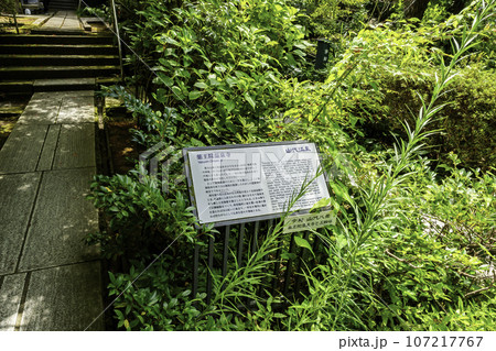 山代温泉 薬王院温泉寺 由緒書 石川県加賀市 山代温泉 薬王院温泉寺 由緒書 石川県加賀市 107217767