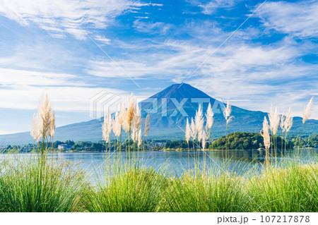 （山梨県）河口湖大石公園・湖岸のパンパスグラスと富士山 107217878