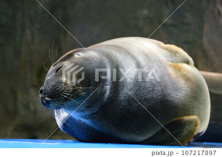 鳥羽水族館のバイカルアザラシ 107217897