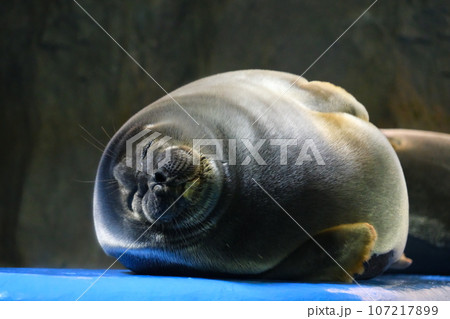 鳥羽水族館のバイカルアザラシ 107217899