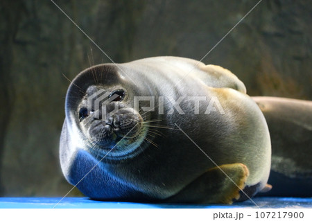 鳥羽水族館のバイカルアザラシ 107217900