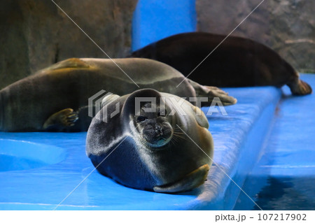 鳥羽水族館のバイカルアザラシ 107217902