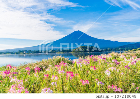 （山梨県）河口湖大石公園、セイヨウフウチョウソウと富士山 107218049