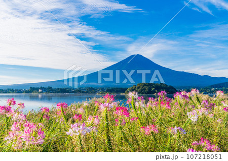 （山梨県）河口湖大石公園、セイヨウフウチョウソウと富士山 107218051