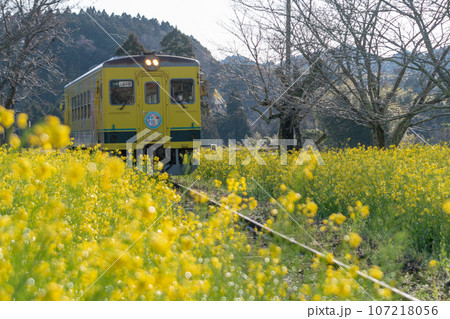 菜の花畑を走る小湊鉄道の列車 107218056