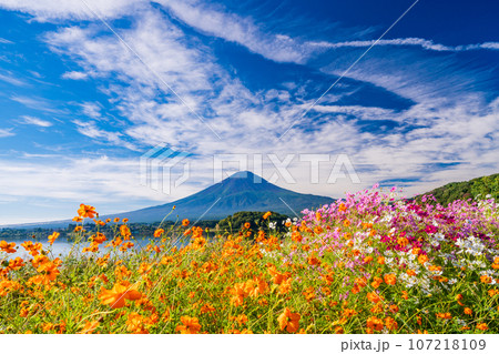 （山梨県）河口湖大石公園・カラフルなコスモスと富士山 107218109