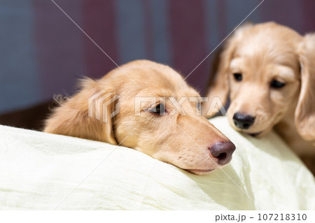 仔犬 カニンヘンダックスフンド 仔犬 カニンヘンダックスフンド 107218310