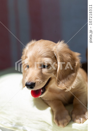 仔犬 カニンヘンダックスフンド 仔犬 カニンヘンダックスフンド 107218311