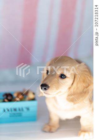 仔犬　カニンヘンダックスフンド 107218314