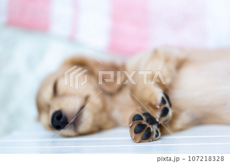 仔犬　カニンヘンダックスフンド 107218328