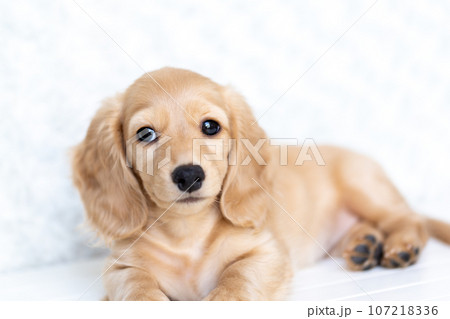 仔犬　カニンヘンダックスフンド 107218336