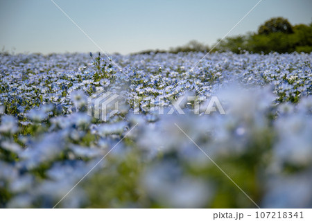 青いネモフィラ 107218341