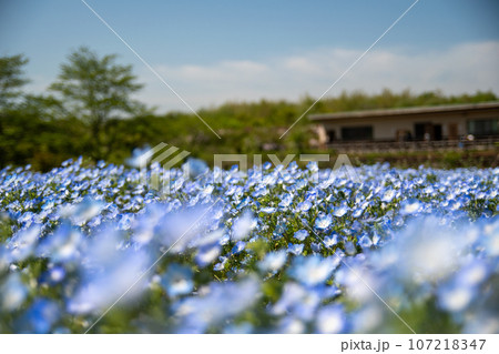 青いネモフィラ 青いネモフィラ 107218347