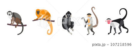 Different Monkey and Ape Animal Zoo Species Vector Set 107218596