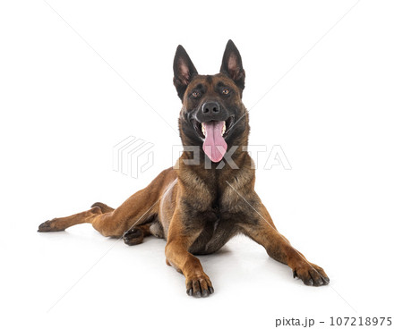 malinois in studio malinois in studio 107218975