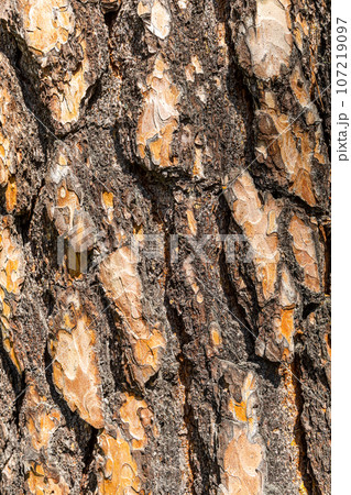 Wood texture. Natural wooden tree trunk. wood grain pine. Much Mixed Wood texture with natural pattern. Wood texture with natural pattern Wood texture. Natural wooden tree trunk. wood grain pine. Much Mixed Wood texture with natural pattern. Wood texture with natural pattern 107219097