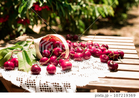Ripe juicy cherry berry in wicker basket on lace napkin on table in cherry garden Ripe juicy cherry berry in wicker basket on lace napkin on table in cherry garden 107219369