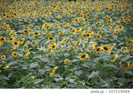 ひまわり畑 ひまわり畑 107219489