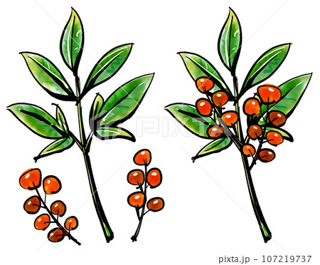 南天の手描きイラスト（筆書き水彩墨絵風） 107219737