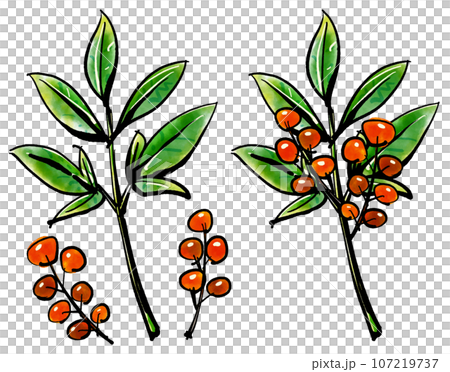 南天の手描きイラスト（筆書き水彩墨絵風） 107219737