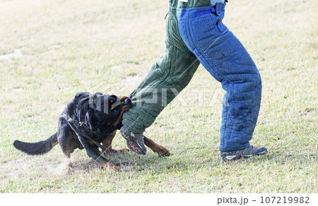 training of rottweiler 107219982