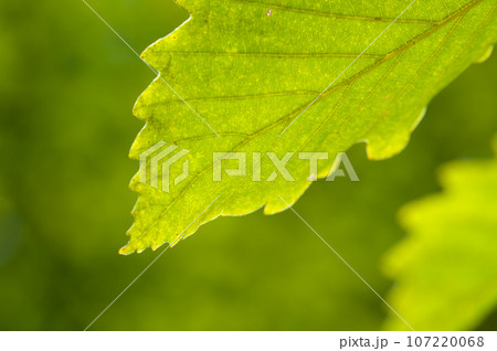 初秋のミズナラの葉 初秋のミズナラの葉 107220068