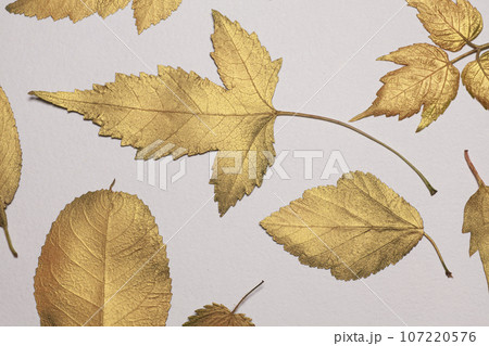 Collection of different golden leaves Collection of different golden leaves 107220576