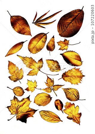 Collection of different golden leaves Collection of different golden leaves 107220603