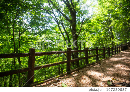 三頭山のセラピーロード（東京都西多摩郡檜原村） 107220887