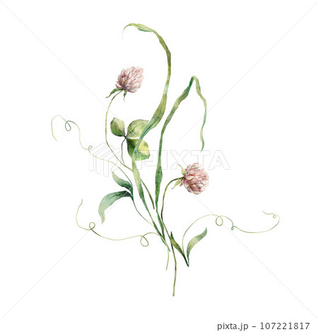 Watercolor meadow flowers bouquet of pink clover and bud. Hand painted floral illustration isolated on white background. For design, print, fabric or background. 107221817