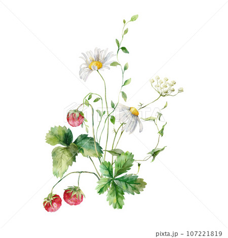 Watercolor meadow flowers bouquet of raspberry and chamomile. Hand painted floral illustration isolated on white background. For design, print, fabric or background. Poster for interior. 107221819