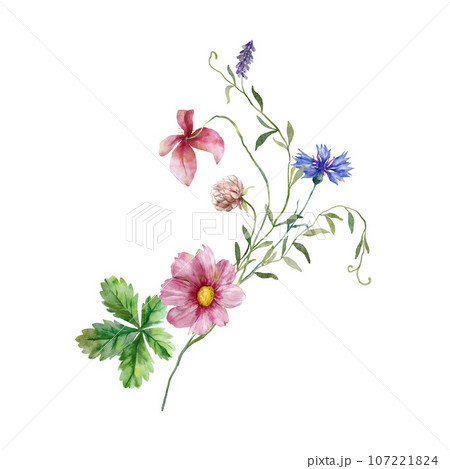 Watercolor meadow flowers bouquet of pink clover and violet flowers. Hand painted floral illustration isolated on white background. For design, print, fabric or background. 107221824