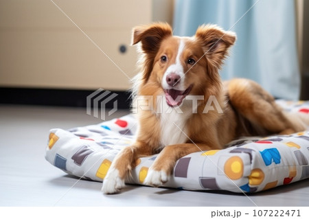 a pet bed with a pet toy beside it 107222471