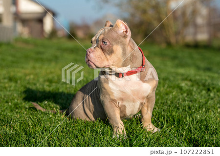 A pocket male American Bully puppy dog sitting on grass 107222851