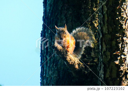 木の枝でクルミをジョリジョリと食べるリス 107223102