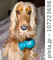 dog, beauty, cute, animal, nature, four-legged friend, cocker spaniel 107223698