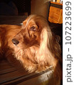 dog, beauty, cute, animal, nature, four-legged friend, cocker spaniel 107223699