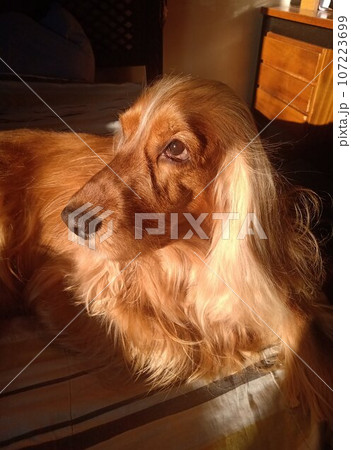 dog, beauty, cute, animal, nature, four-legged friend, cocker spaniel 107223699