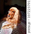 dog, beauty, cute, animal, nature, four-legged friend, cocker spaniel 107223701